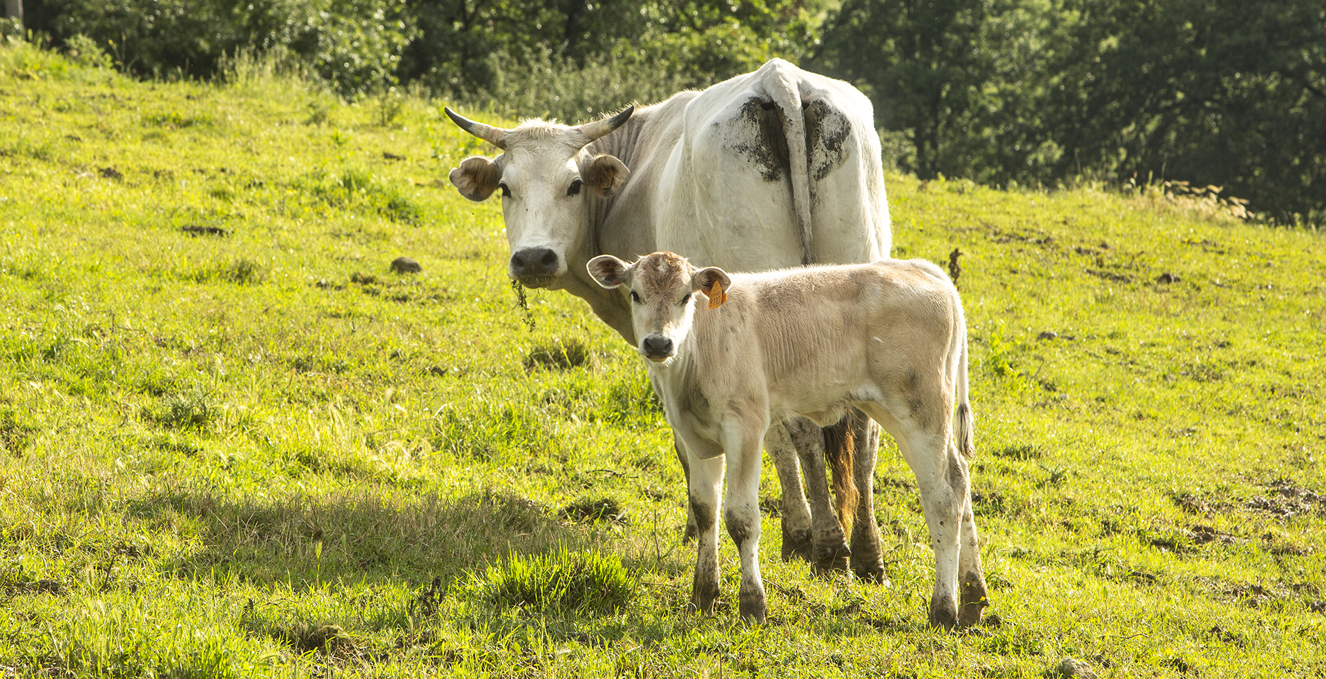 chianina