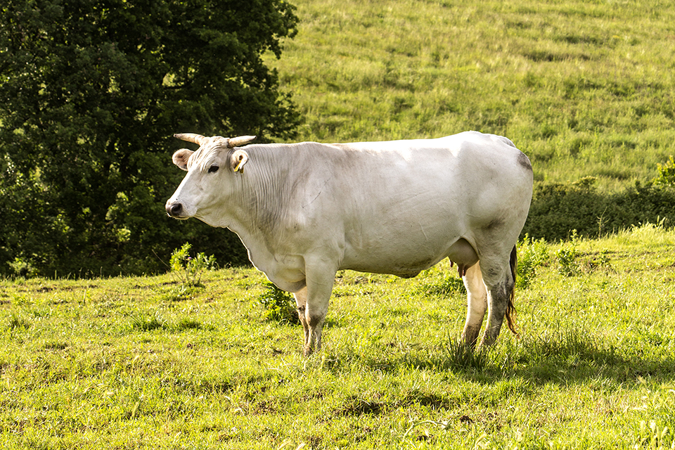 pecorino